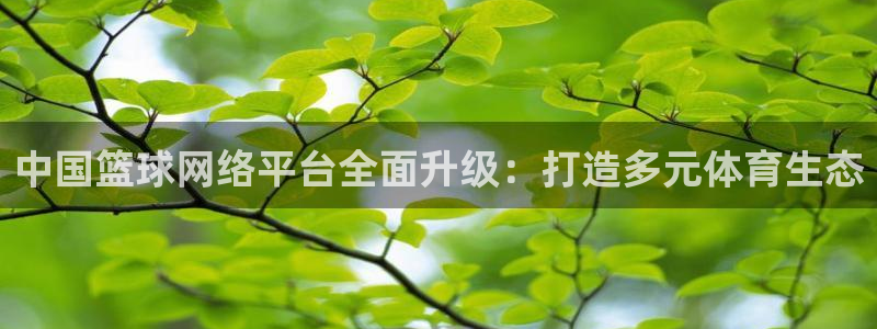 中国篮球网络平台全面升级：打造多元体育生态