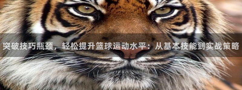 突破技巧瓶颈，轻松提升篮球运动水平：从基本技能到实战策略