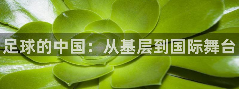 足球的中国：从基层到国际舞台